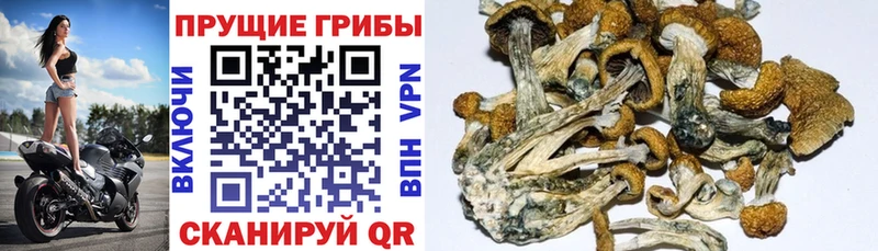 хочу   Волхов  Псилоцибиновые грибы мухоморы 